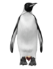 Penguin Tail Image